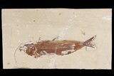 Cretaceous Fossil Fish (Osmeroides) - Hakel, Lebanon #163091-3